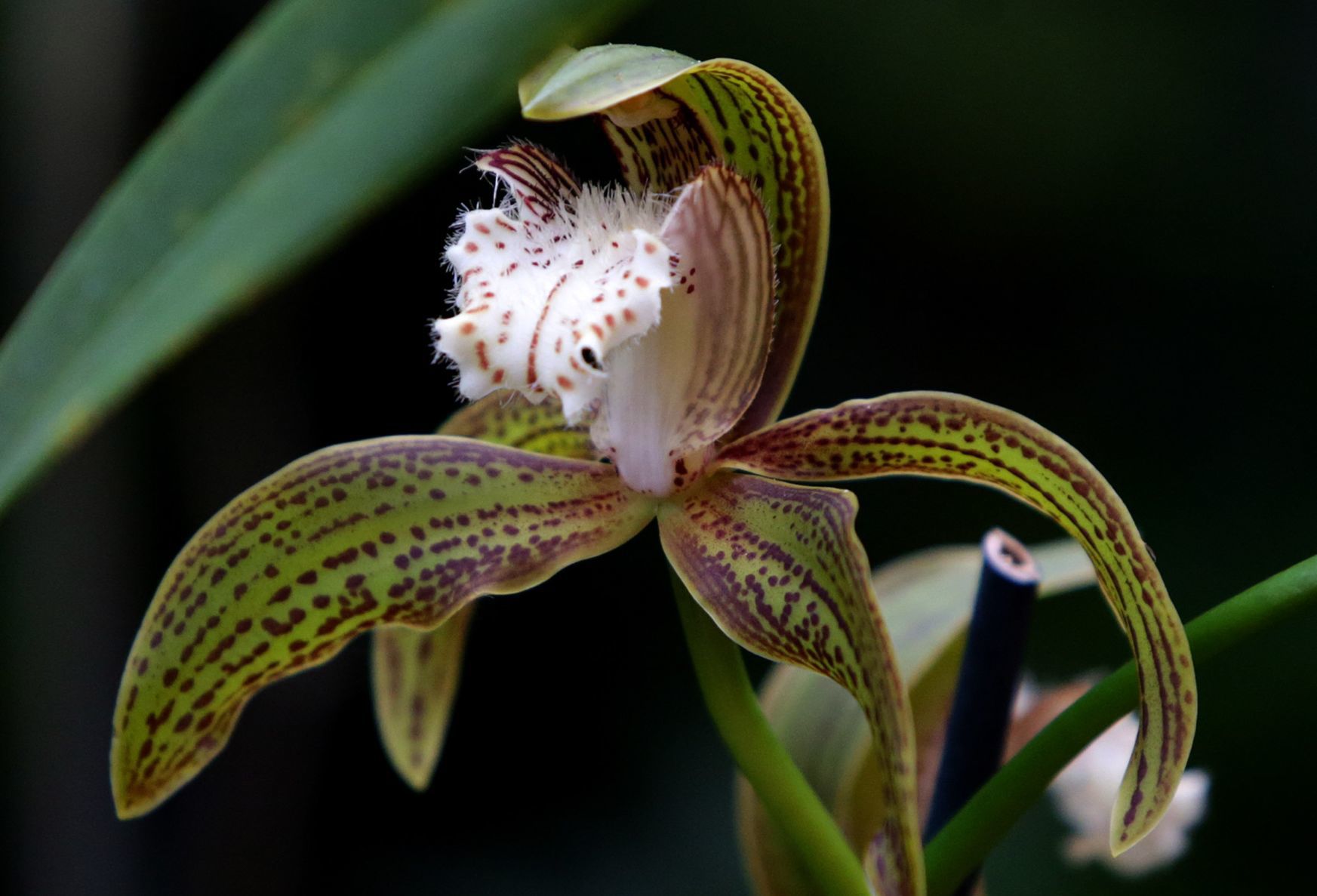 Orchid Show opens at Missouri Botanical Garden